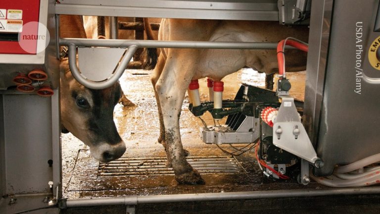 A dairy cow standing in a milking parlor with automated milking cups attached to its udder. Credit: Nature.