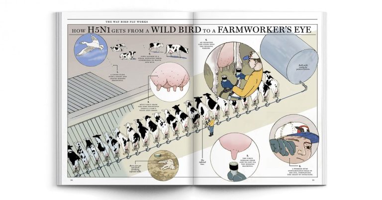 Magazine spread illustration titled “How H5N1 gets from a wild bird to a farmworker’s eye,” showing a goose above a dairy, a long row of cows in a milking parlor, and a close-up of a worker’s face. Credit: Illustration: David Macaulay / New York Magazine.