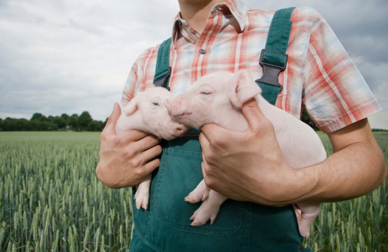 A farmer in denim overalls cradling a piglet in a field of green wheat. Credit: Heide Benser / Getty Images.