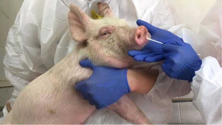 Gloved hands swab the snout of a pig cradled by a researcher in a white protective suit. Credit: Honglei Sun.