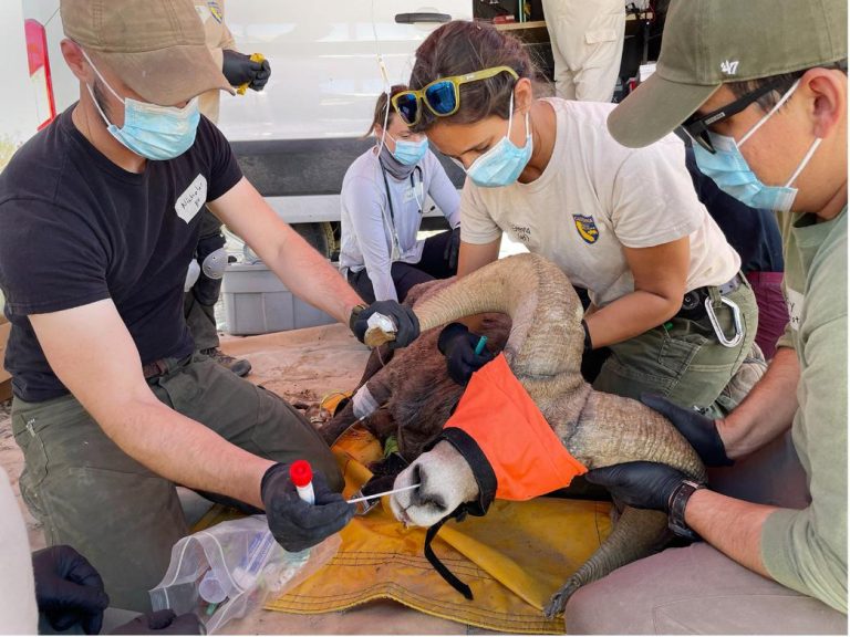 Four masked researchers kneel around a blindfolded desert bighorn sheep on a tarp at a field lab, swabbing its nose and holding it steady. Credit: J. Cohen / Science.
