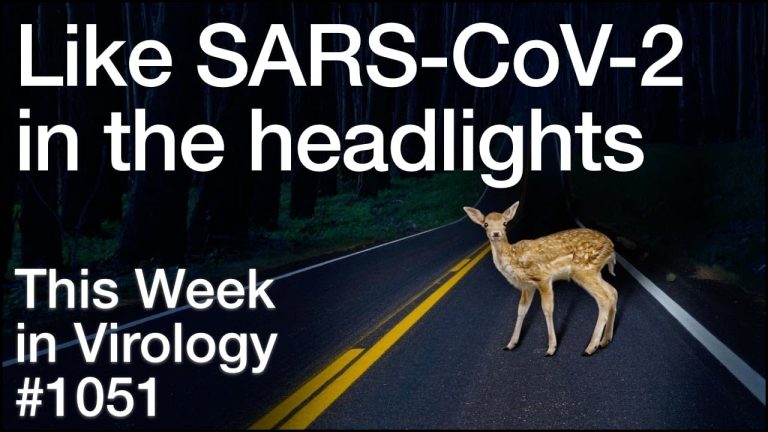 Episode title card showing a deer standing on a road at night, captioned “Like SARS-CoV-2 in the headlights, This Week in Virology #1051.” Credit: This Week in Virology / MicrobeTV.