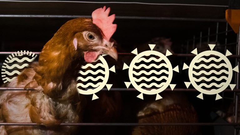 A chicken in a darkened barn with illustrated virus particles overlaid beside it. Credit: Vox.